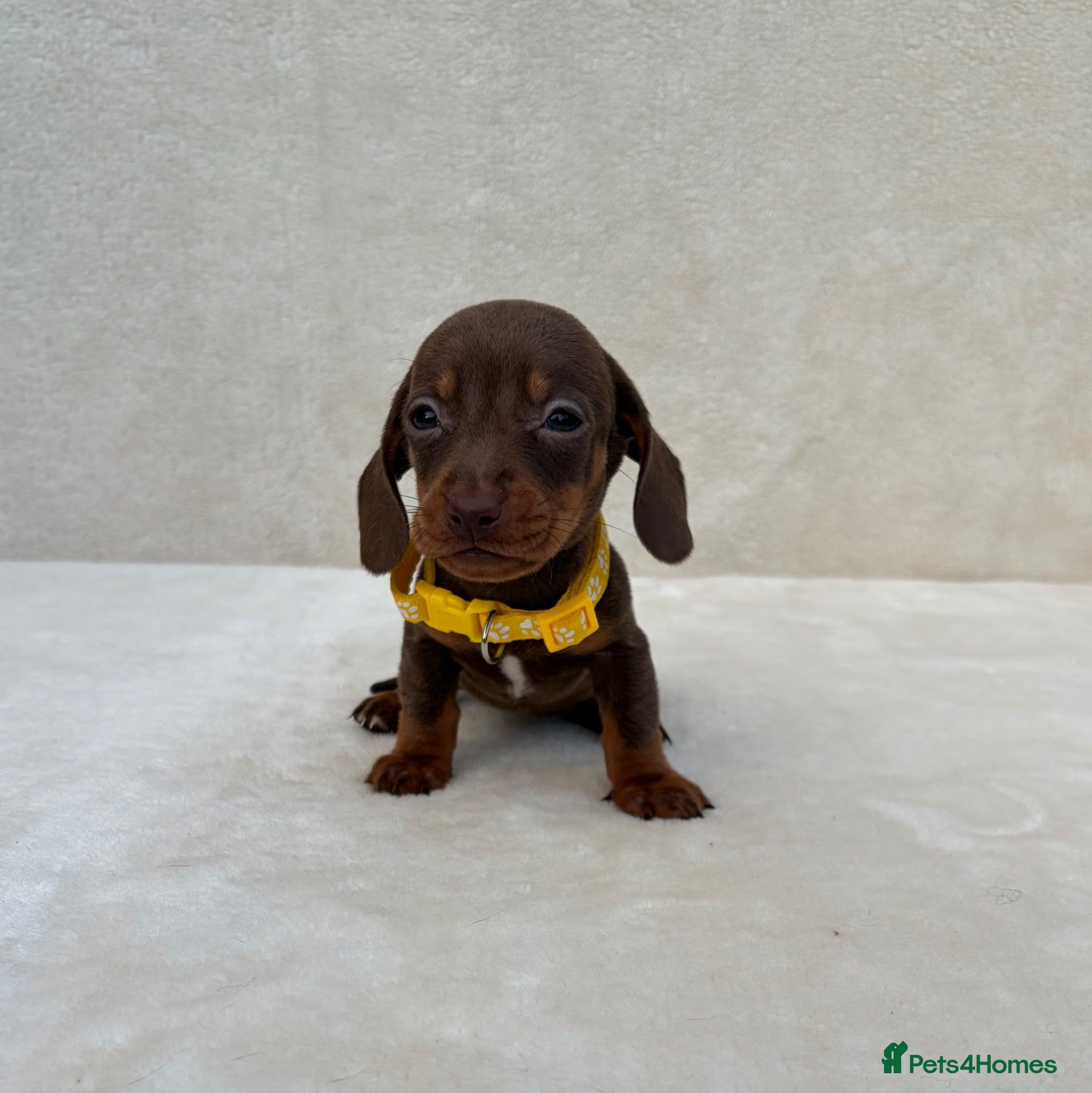 Miniature Dachshund dogs Dachshund puppies 3 boys 3 girls  - Advert 1