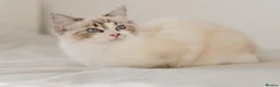 Ragdoll cats for sale: Ragdoll princess looking for her forever home - Advert 14