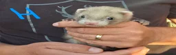 Ferret rodents for sale: Kits Half Bew Half Sandy in Stoke-on-Trent - Advert 5