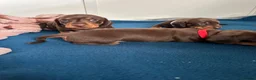 Miniature Dachshund dogs for sale: KC Registered Quality Mini Dachshunds - PRA Clear - Advert 18