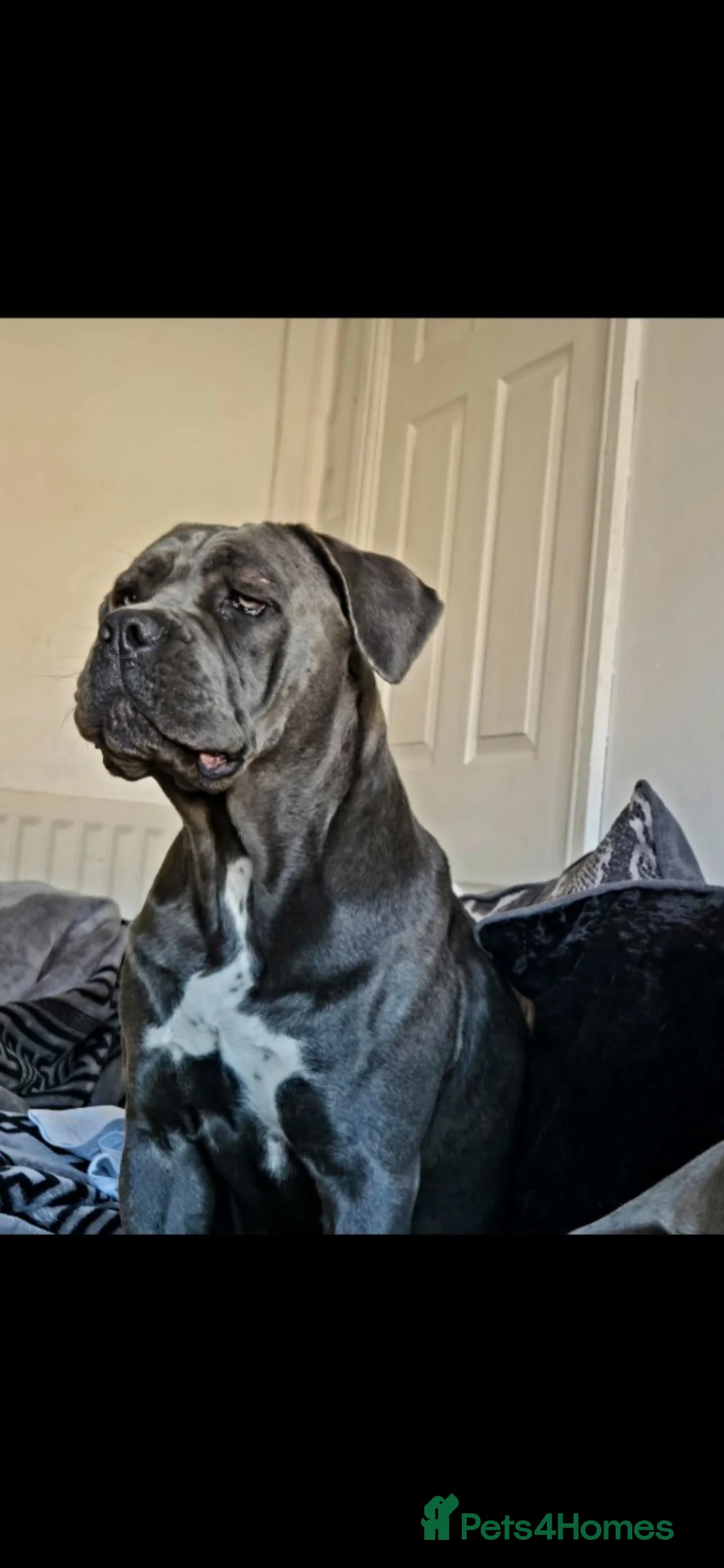 Cane Corso dogs for sale: Cane Corso Puppies - Advert 1