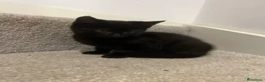 Mixed Breed Kitten 5