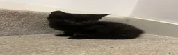 Mixed Breed cats for sale: 5 beautiful kittens, mix of black and tabby  - Advert 4