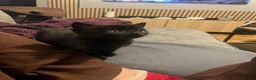 Mixed Breed cats for sale: Two black tom kittens - Advert 2