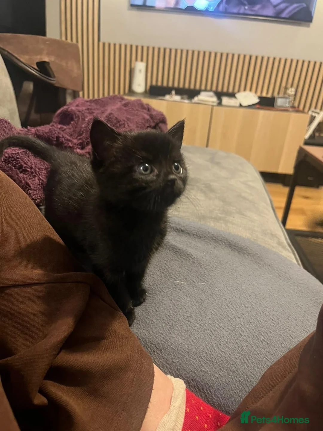 Mixed Breed cats for sale: Two black tom kittens - Advert 2