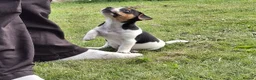 Jack Russell dogs for sale: Tri-colour Jack Russell Dog puppy - Advert 3