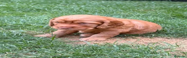 Cocker Spaniel 3