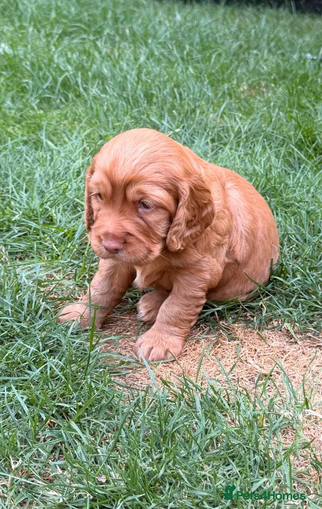 Cocker Spaniel dogs for sale: KC Registered working cocker spaniel puppies  - Advert 6