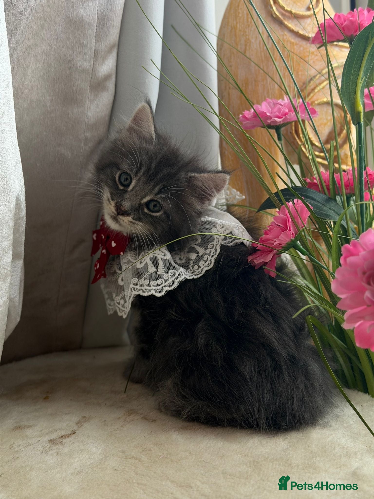 Maine Coon cats Maincoon Kittens ready to find new home  - Advert 1