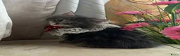 Maine Coon cats for sale: Maincoon Kittens ready to find new home  - Advert 1