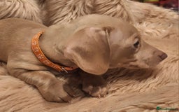 Miniature Dachshund dogs for sale: Gorgeous KC Registered Miniature Dachshund Puppies - Image 11