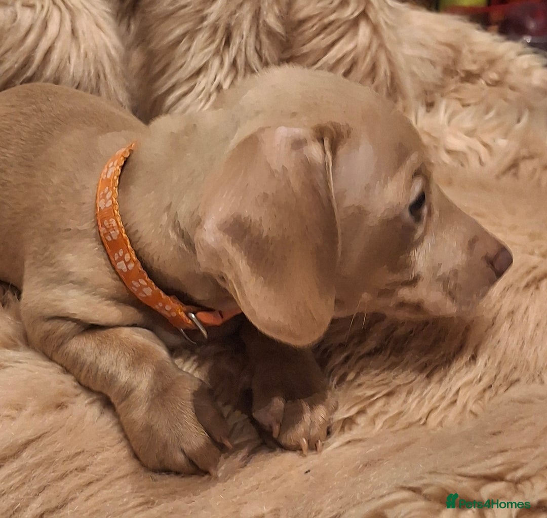 Miniature Dachshund dogs for sale: Gorgeous KC Registered Miniature Dachshund Puppies - Image 11
