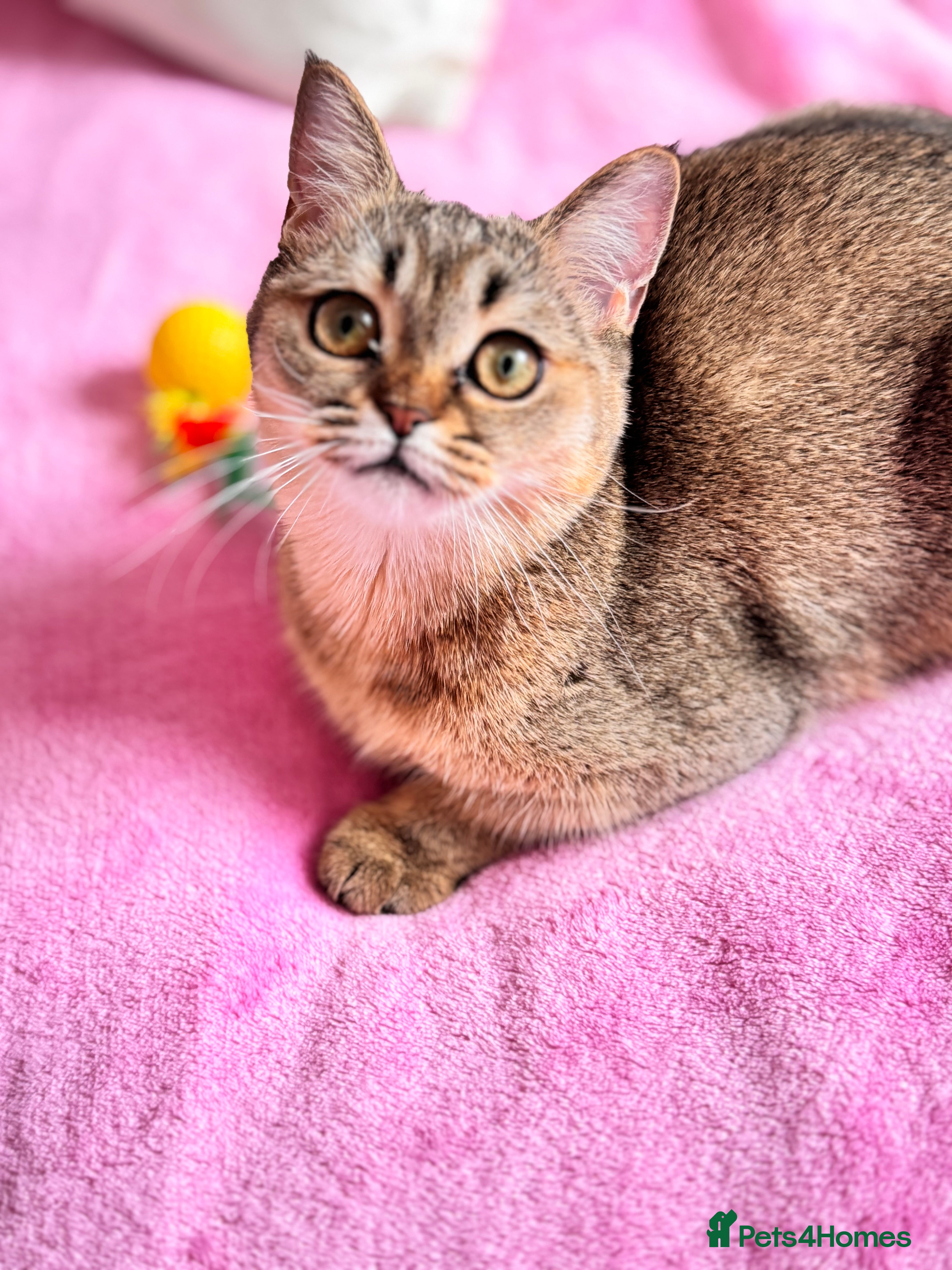 Scottish Fold cats Show quality straight girl - Advert 17