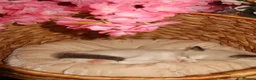Ragdoll cats for sale: Bicolor/Lynx Ragdoll Kittens - TICA Registered  - Advert 19