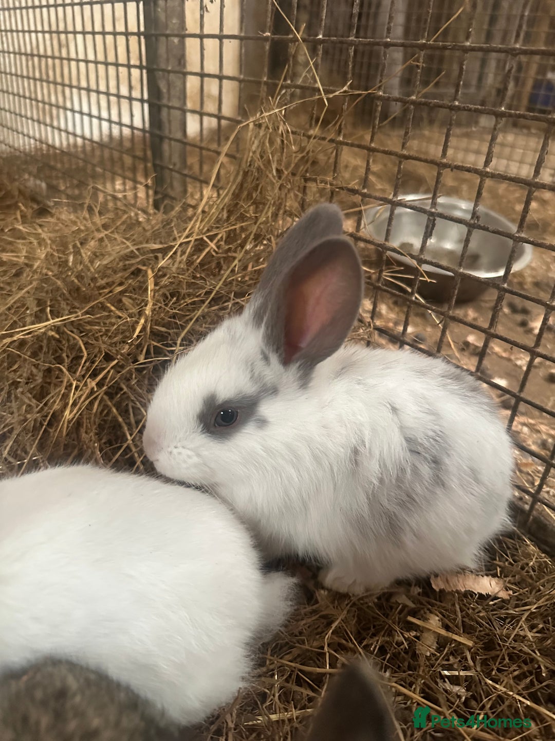 Continental Giant rabbits for sale: Baby continental giants for sale - Image 2