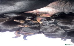 Mixed Breed dogs for sale: Corso weilers  - Image 1