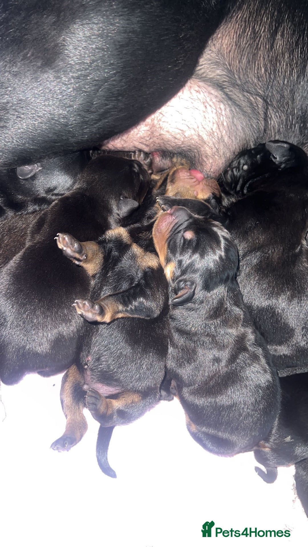 Mixed Breed dogs for sale: Corso weilers  - Image 1