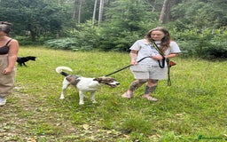 Mixed Breed dogs for adoption: Eddie - Norwich Norfolk  - Image 16