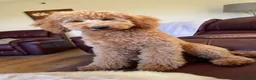 Poochon dogs for sale: Family raised Poochon puppies for sale  - Advert 8