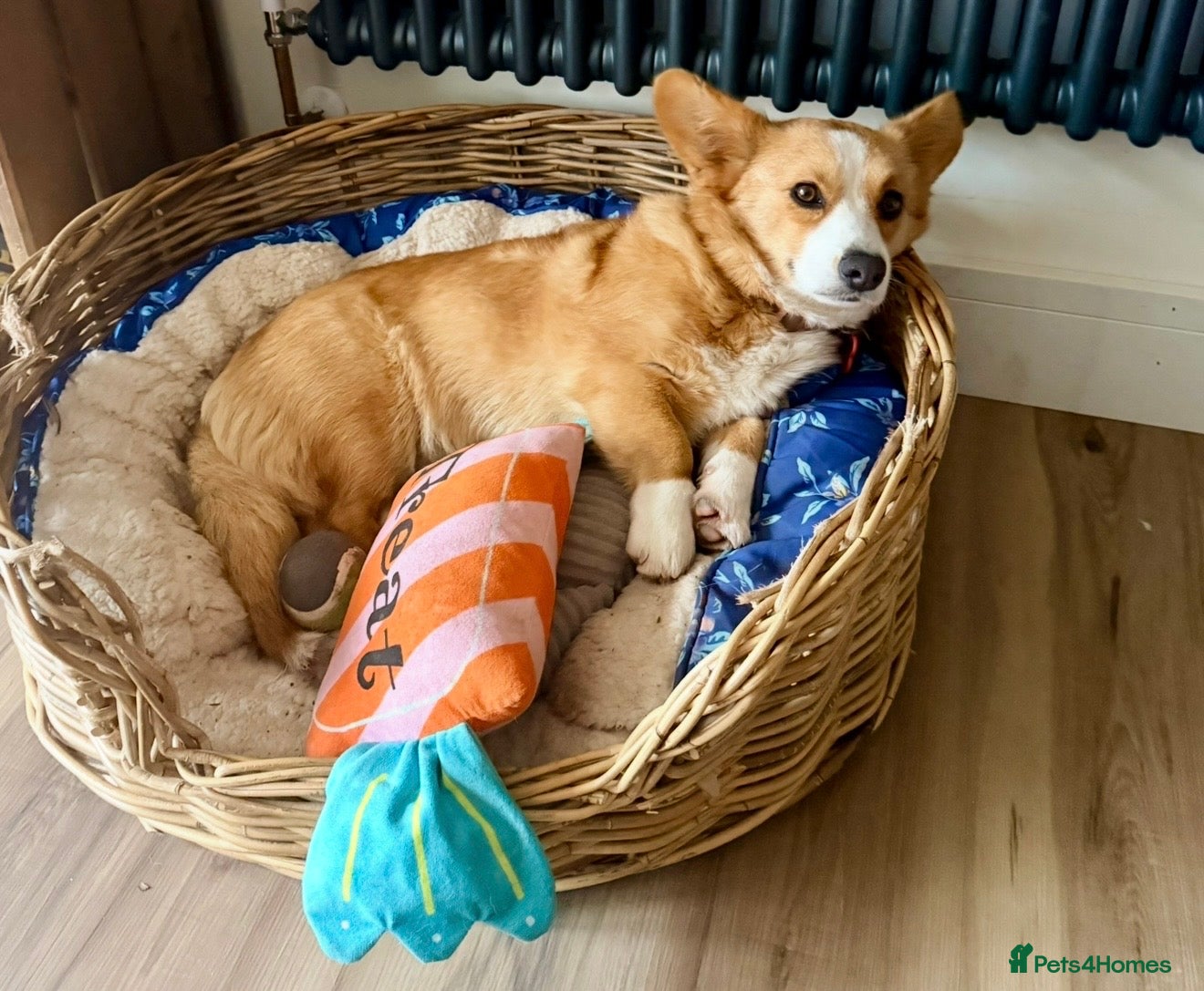 Welsh Corgi Cardigan dogs Cardigan Welsh Corgi girl - Advert 11