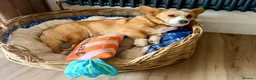 Welsh Corgi Cardigan dogs for sale: Cardigan Welsh Corgi girl - Advert 1