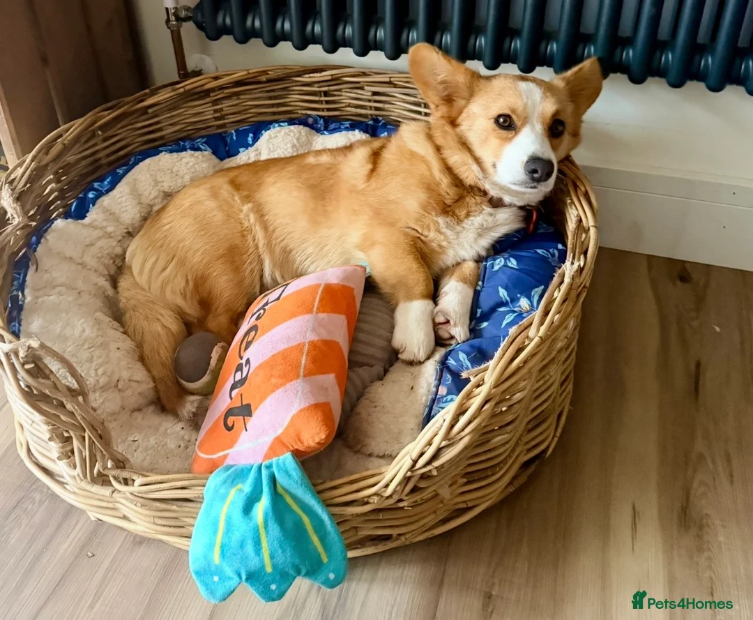 Welsh Corgi Cardigan dogs for sale: Cardigan Welsh Corgi girl - Advert 1