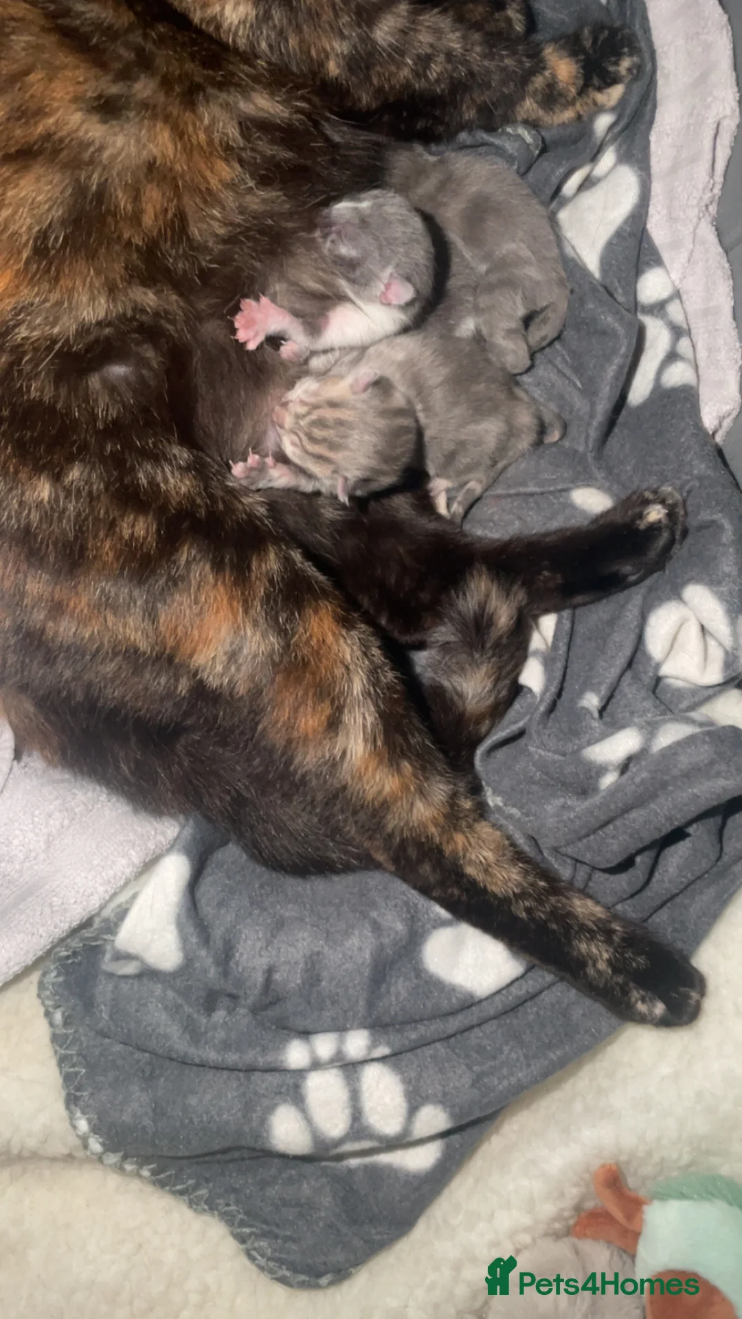 Mixed Breed cats for sale: 3 kittens left in Gateshead - Advert 2