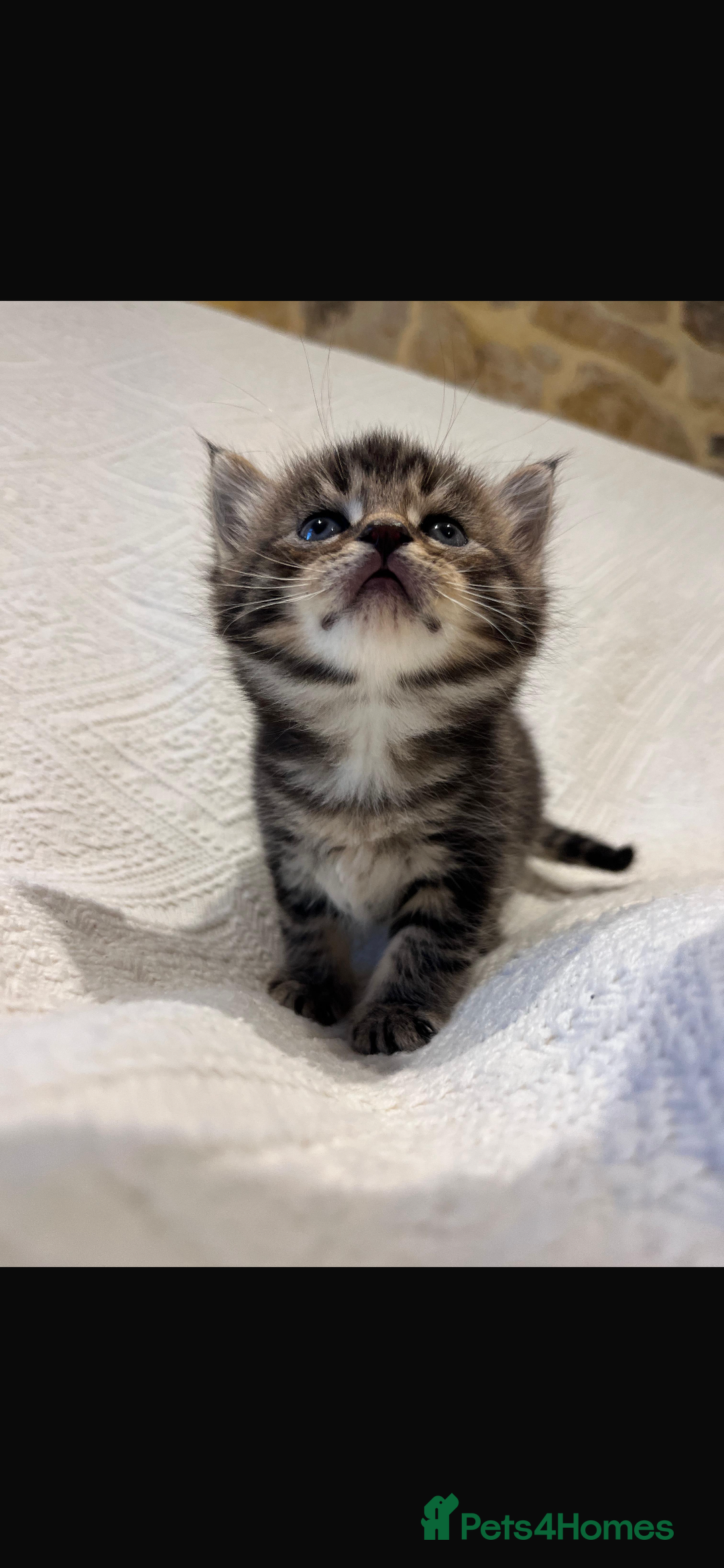 Maine Coon cats for sale: Maine coon x bsh. READY 14th BUT CAN HOLD - Advert 14