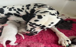 Dalmatian dogs for sale: Stunning boy available from champion parents  - Image 4