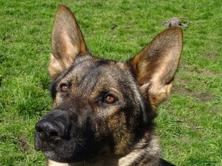 German Shepherd dogs German shepherd puppy’s kennel club registered - Advert 8