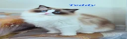 Ragdoll cats for sale: Tica registered exceptional  Ragdolls  - Advert 21
