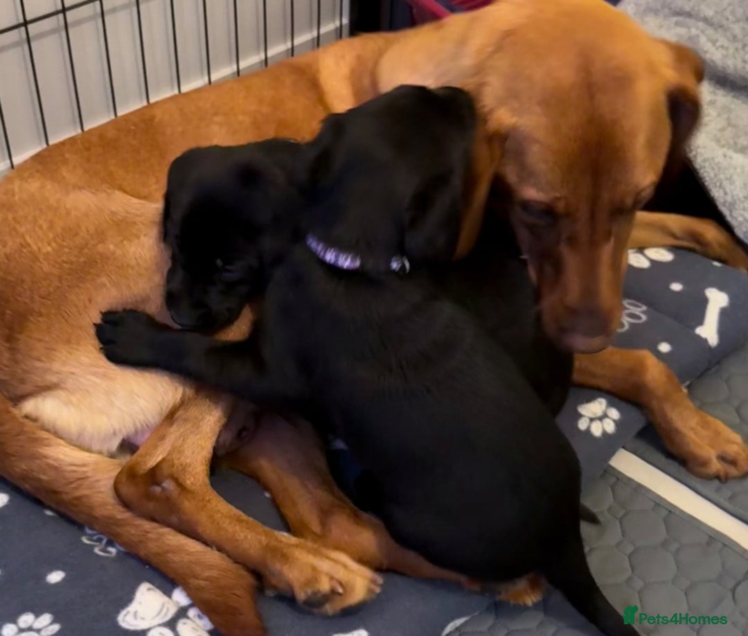 Labrador Retriever dogs for sale: Black/fox Labrador kc with 5 wks free insurance  - Image 10