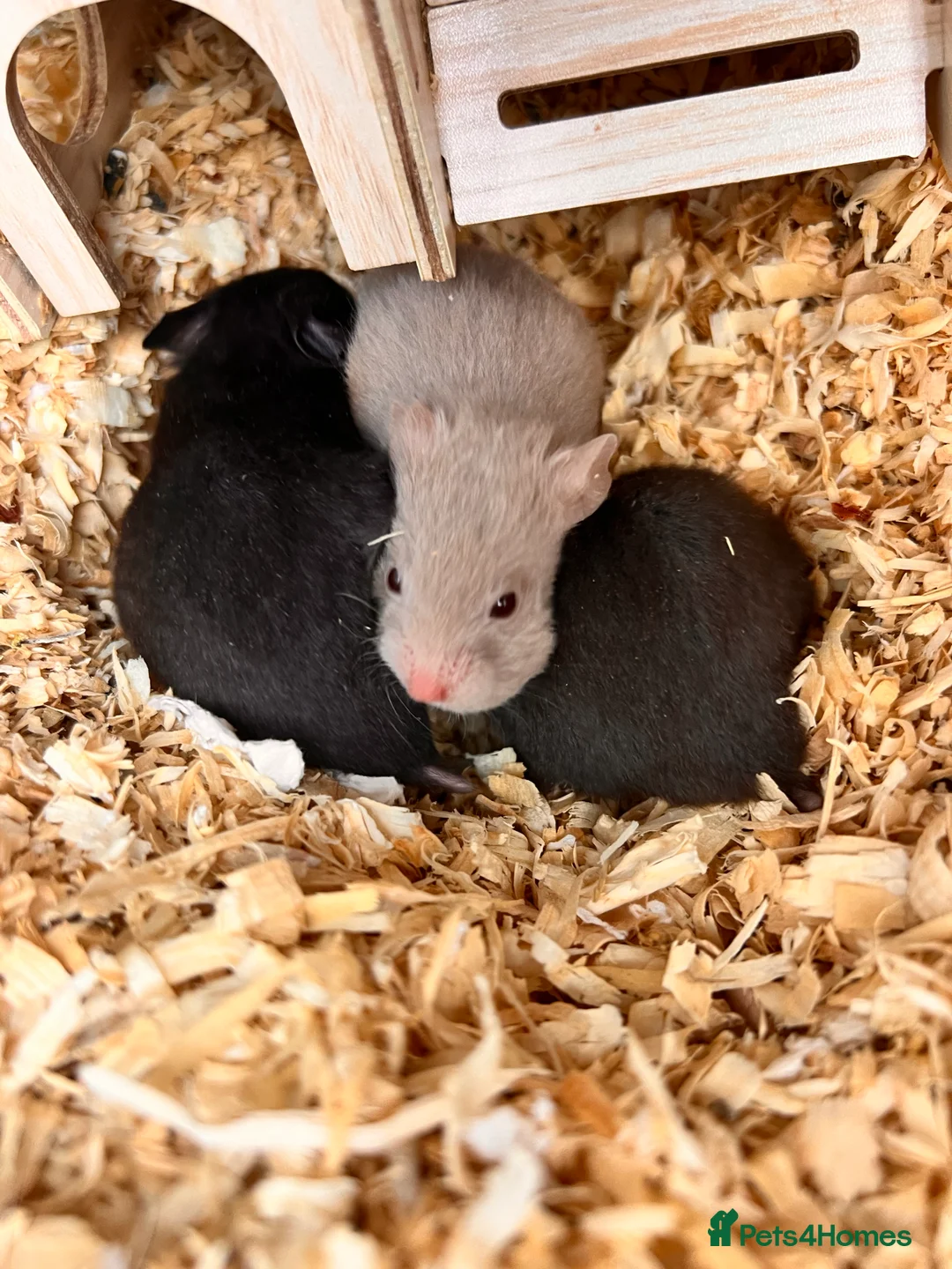 Hamster rodents for sale: Baby syrian hamsters - Advert 2