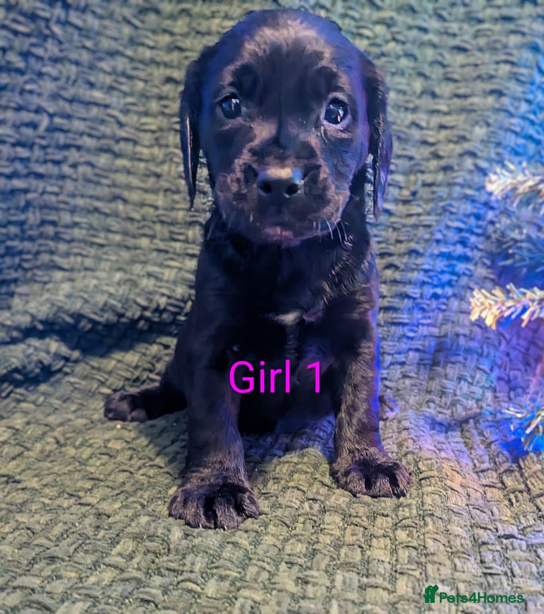 Cockerdor dogs for sale: Cockador Puppies - Advert 23