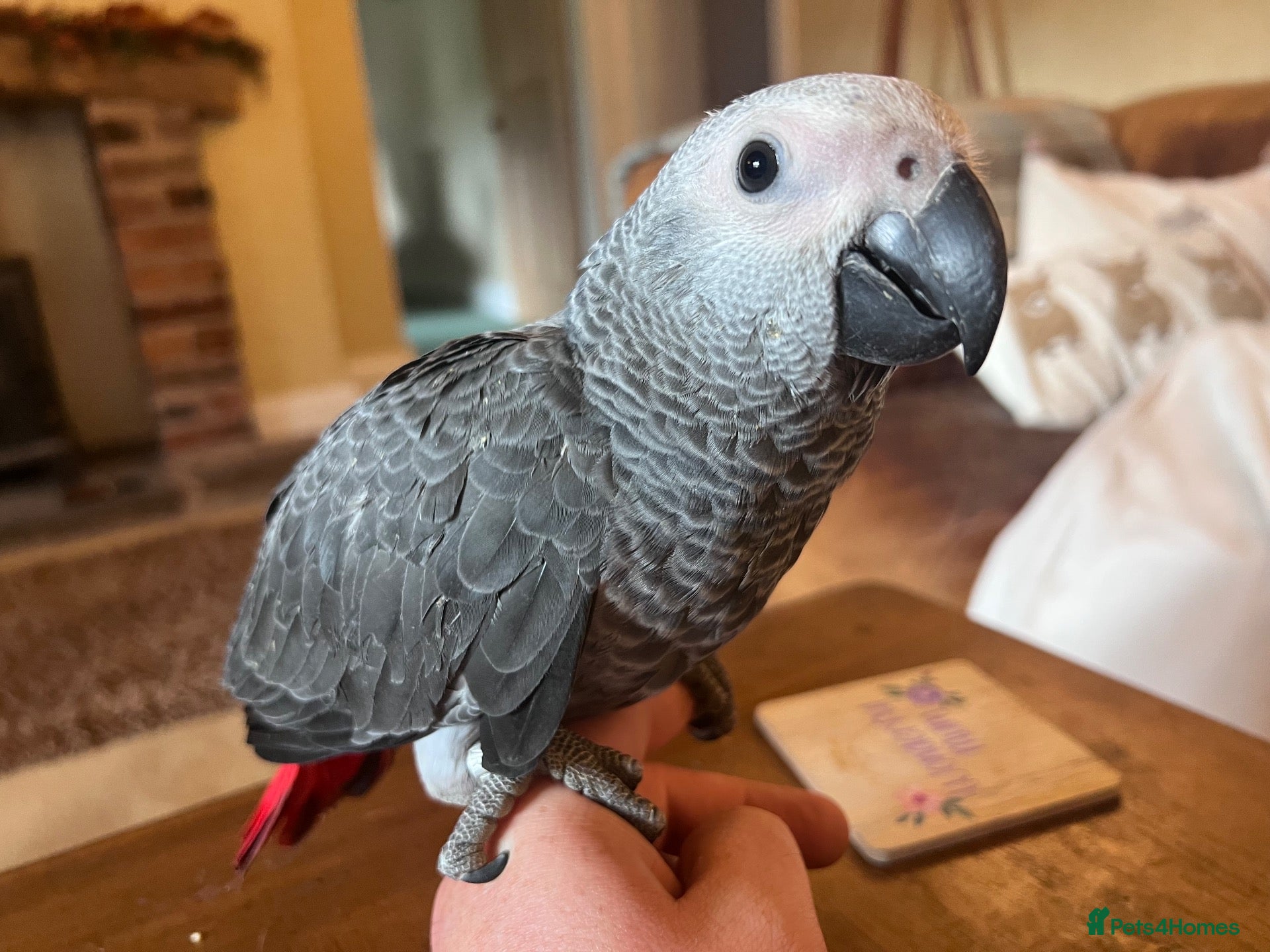 Parrots birds baby tame african greys 2 remaining  - Advert 2