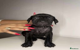 Cane Corso dogs for sale: Cane Corso Puppies  - Image 4