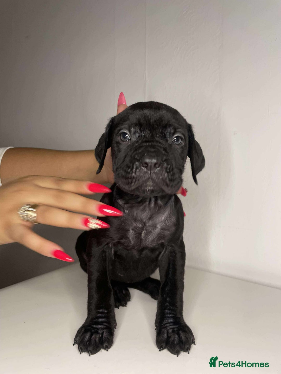 Cane Corso dogs for sale: Cane Corso Puppies  - Image 4