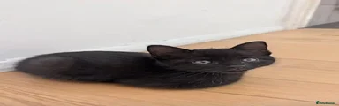 Mixed Breed 9