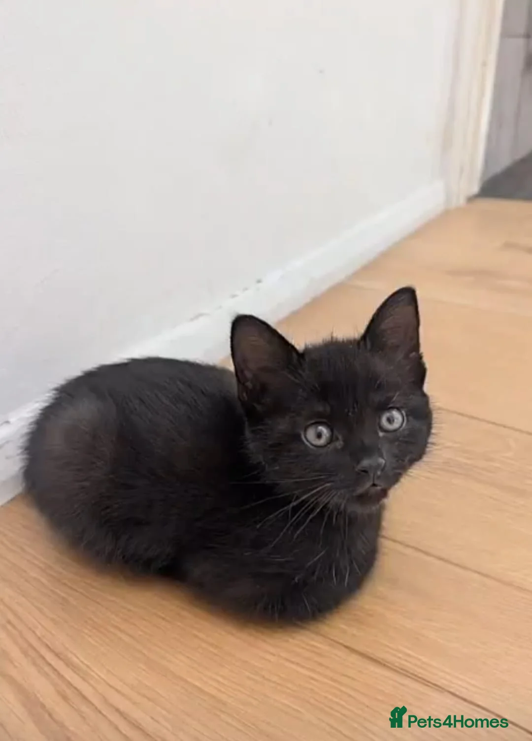 Mixed Breed cats for sale: Beautiful Family raised kittens 💕 in Waterlooville - Advert 2