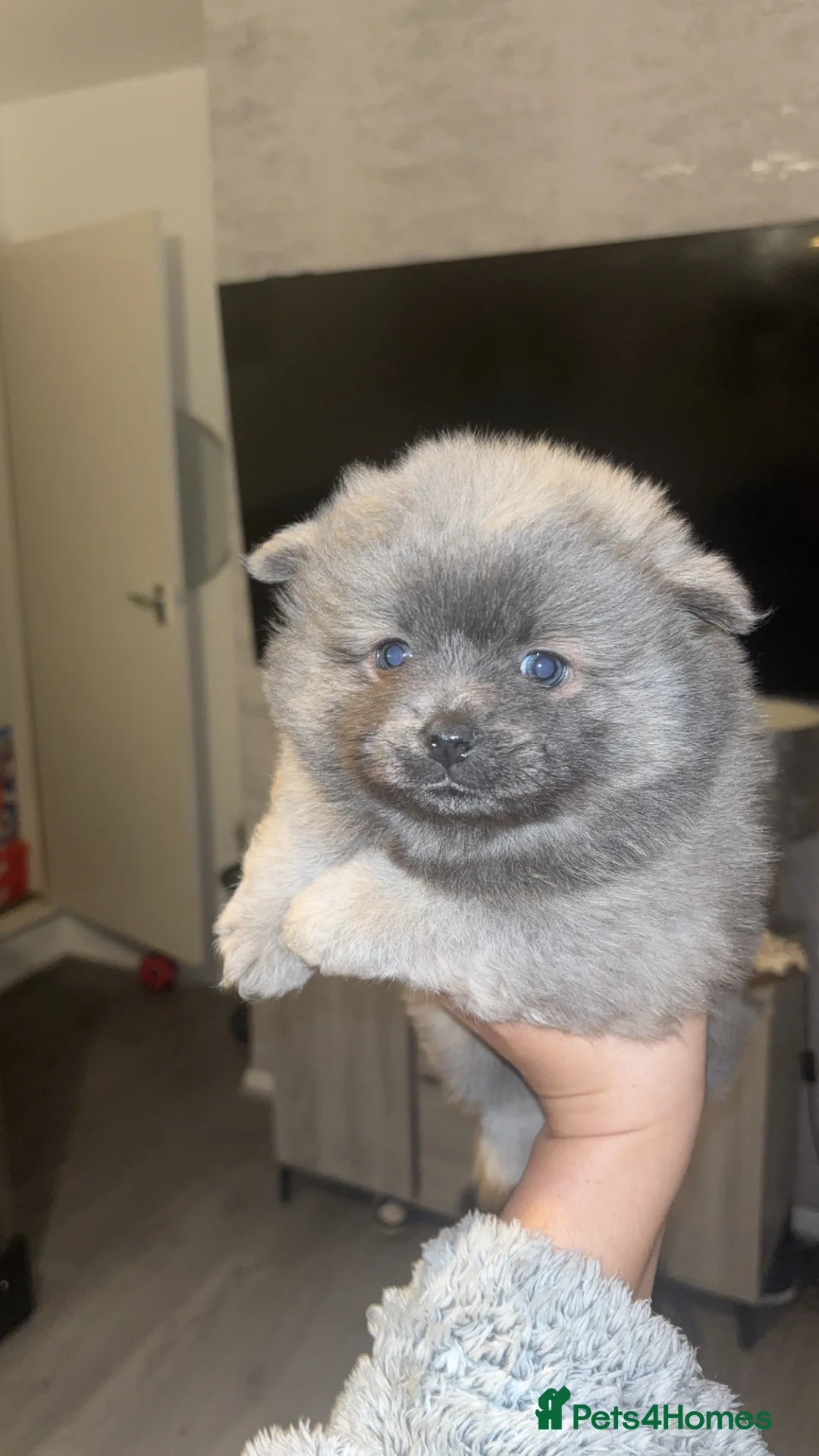 Mixed Breed dogs for sale: Chowpom puppies - Advert 4