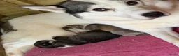 Siberian Husky dogs for sale: Amazing Pure Siberian Huskies - Advert 3