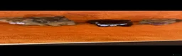 Pomeranian dogs for sale: Pomeranian  - Advert 14