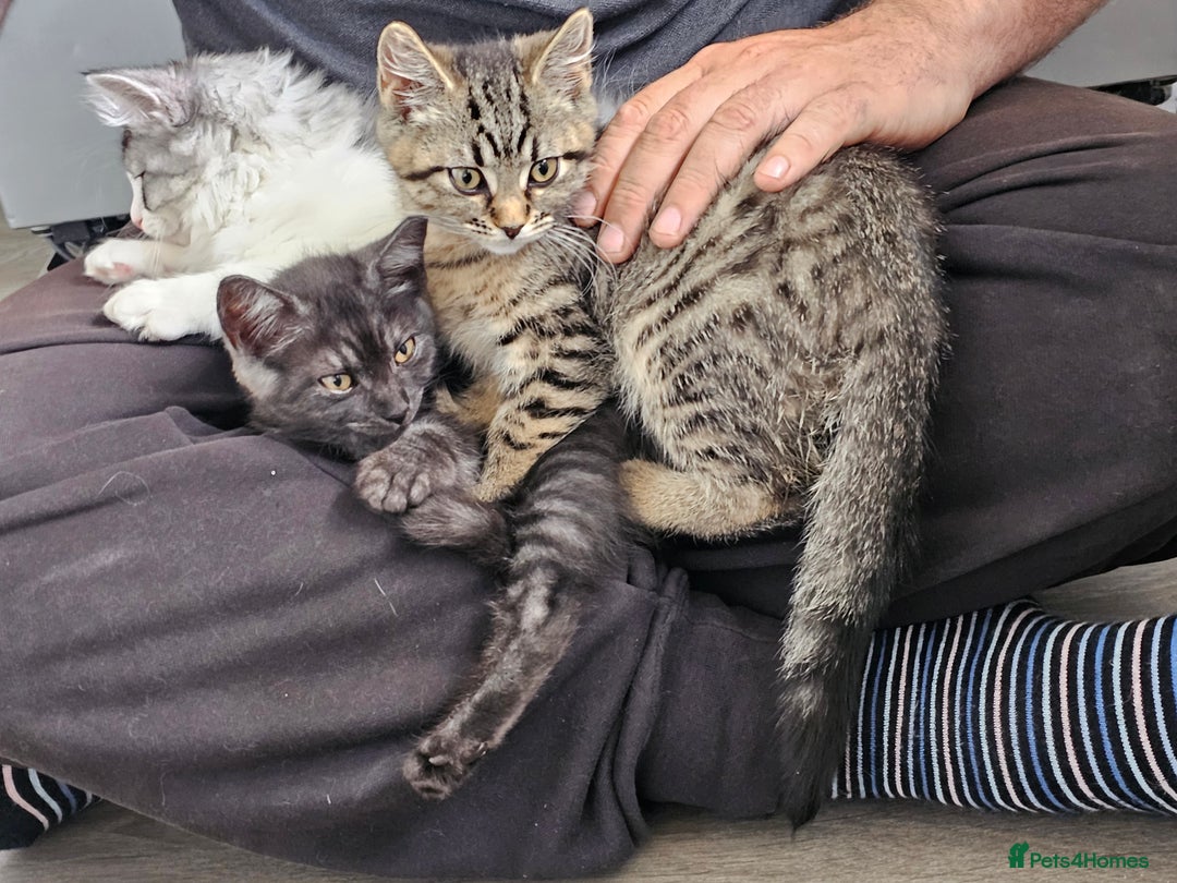 Persian cats for sale: Tabby female with full set up ready to go. - Image 5