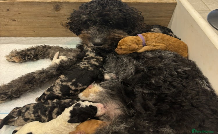 Mixed Breed dogs - Advert 12