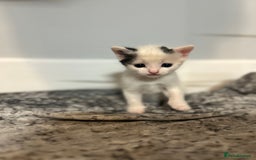 Domestic Shorthair cats for sale: Kittens for sale  - Image 8