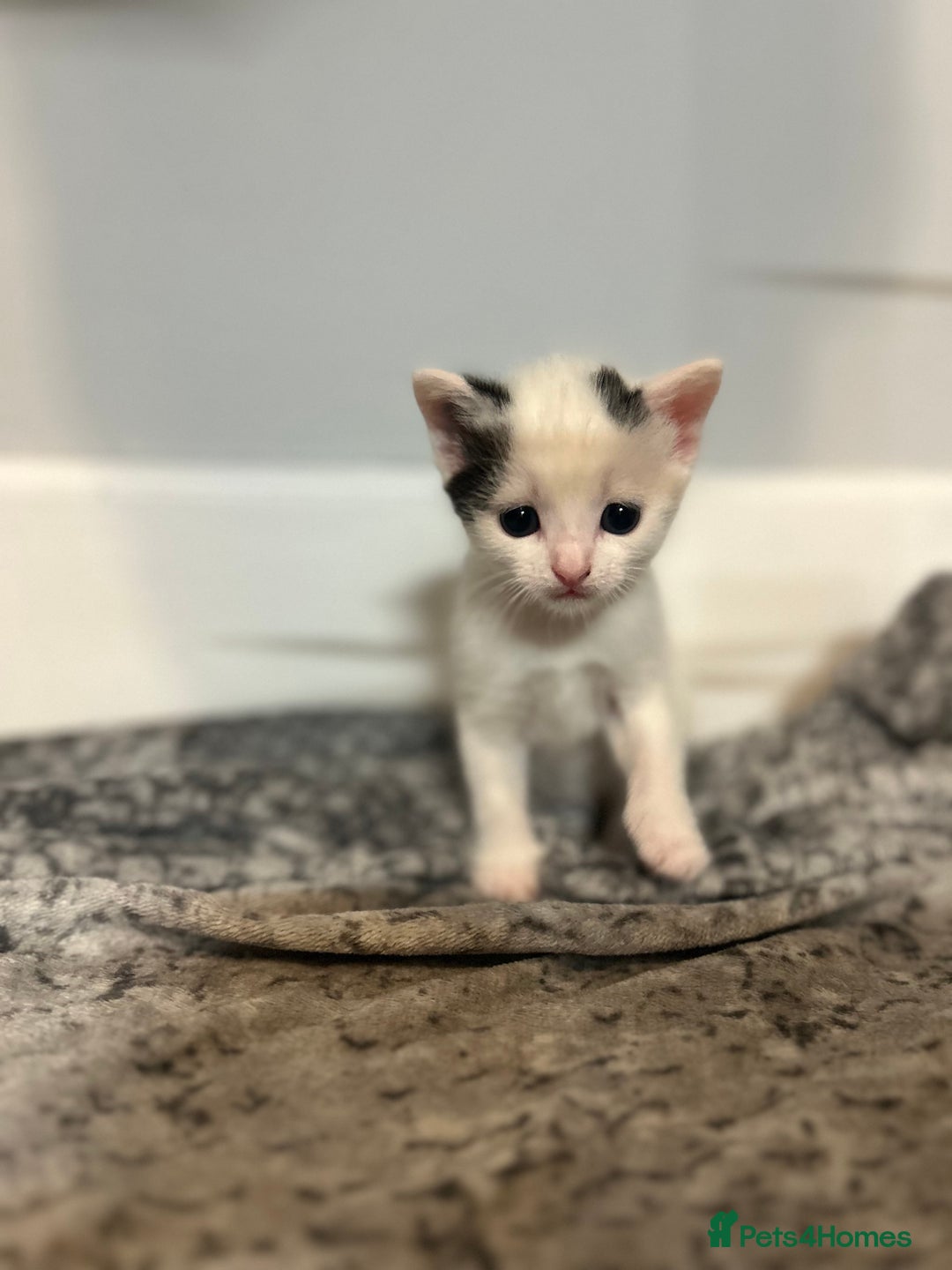 Domestic Shorthair cats for sale: Kittens for sale  - Image 8