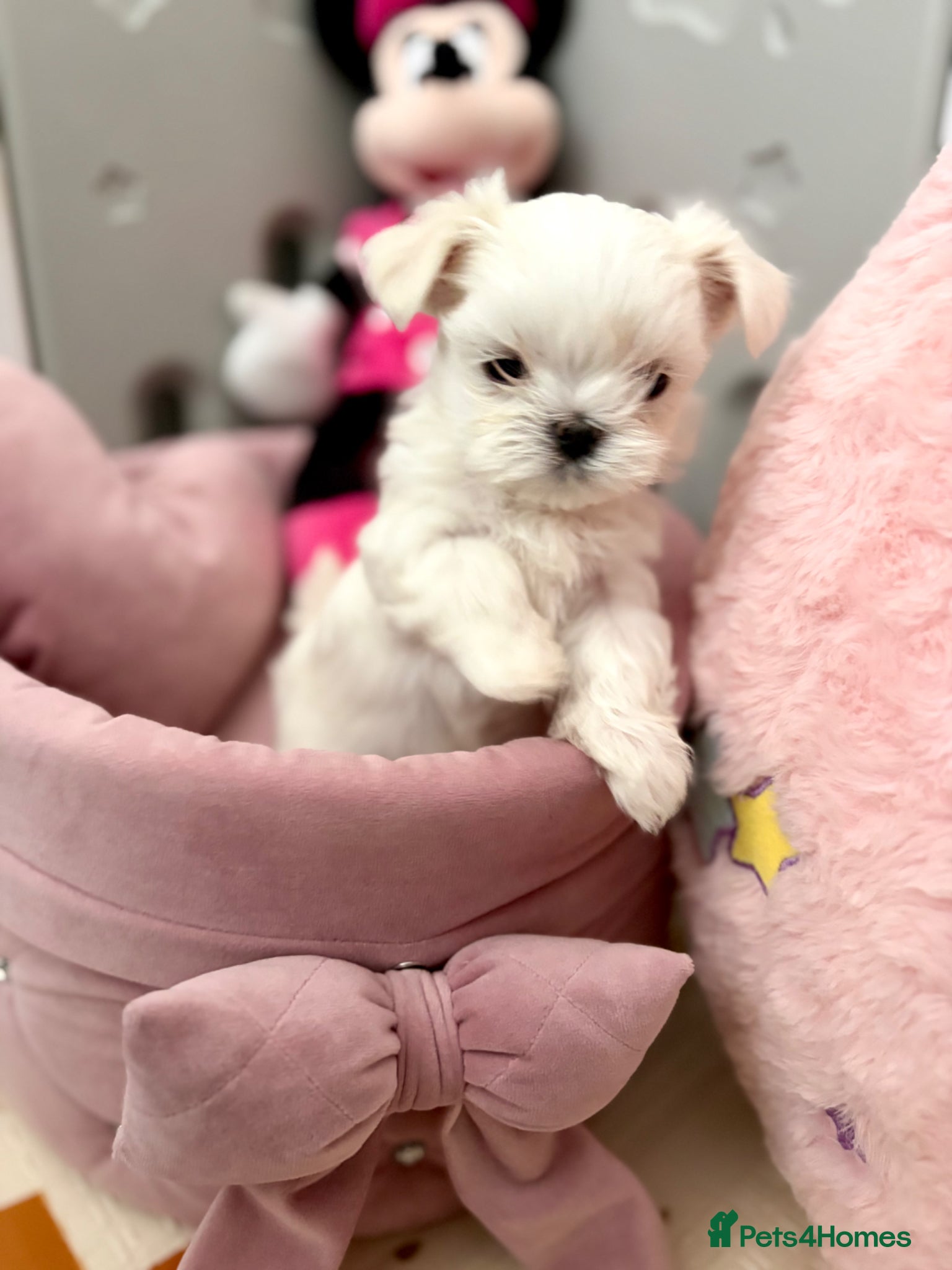 Maltese dogs ✨Beautiful Korean Maltese Puppies🤍 - Advert 2