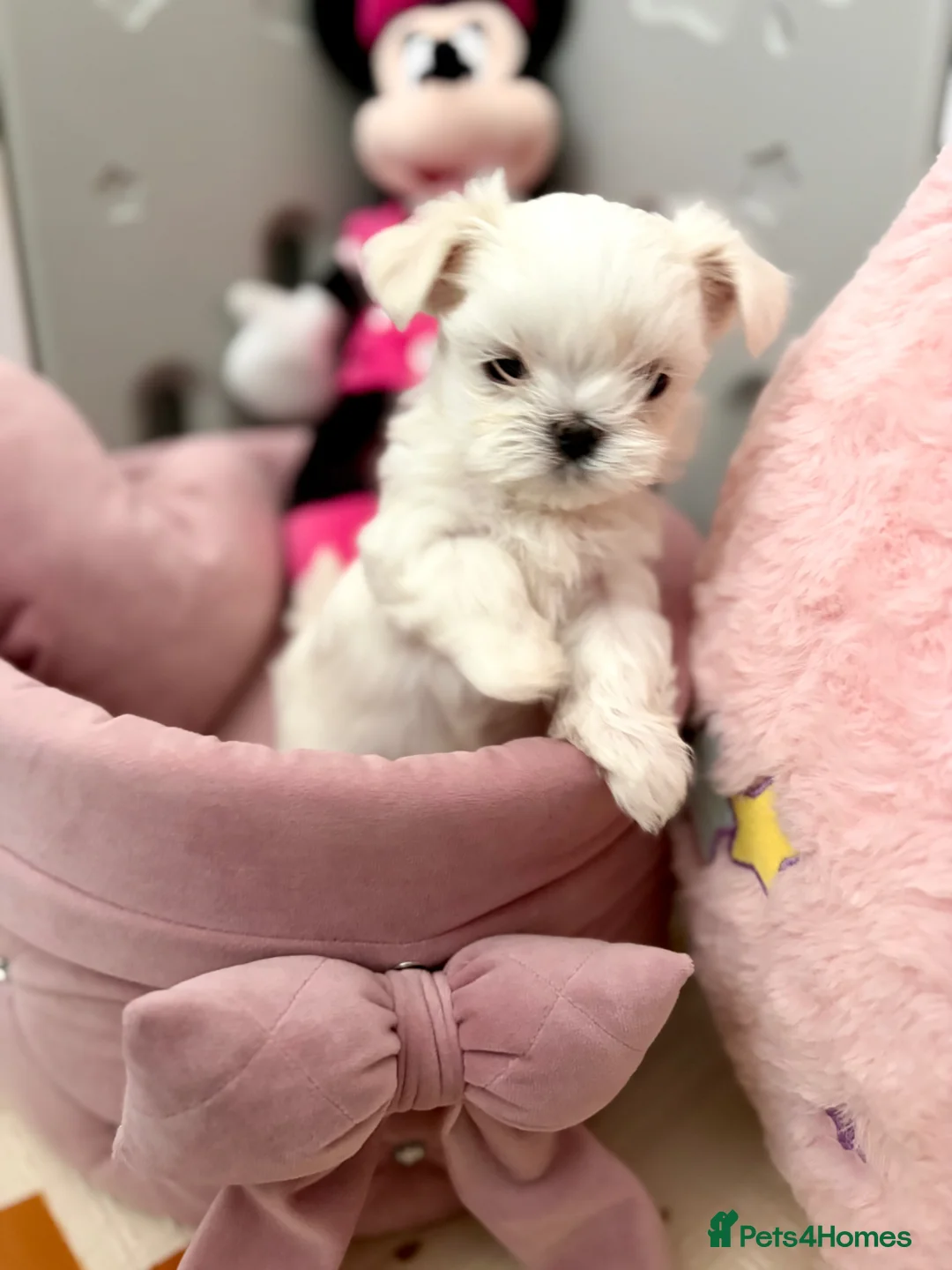 Maltese dogs for sale: ✨Beautiful Korean Maltese Puppies🤍 - Advert 1