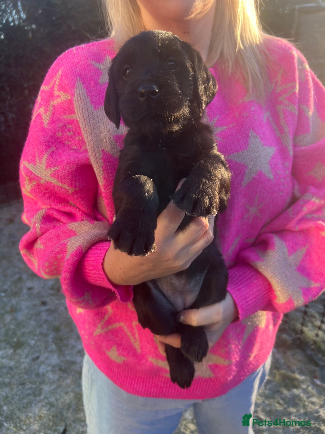 Mixed Breed dogs for sale: Adorable Sheeprador Pups Ready for Forever Homes! - Advert 16