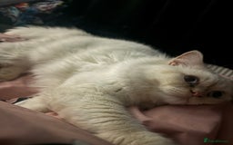 Persian cats for sale: White male Persian kitten  - Image 5